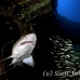 shark_tiger_sand_spar_h_0059_nca0066.jpg